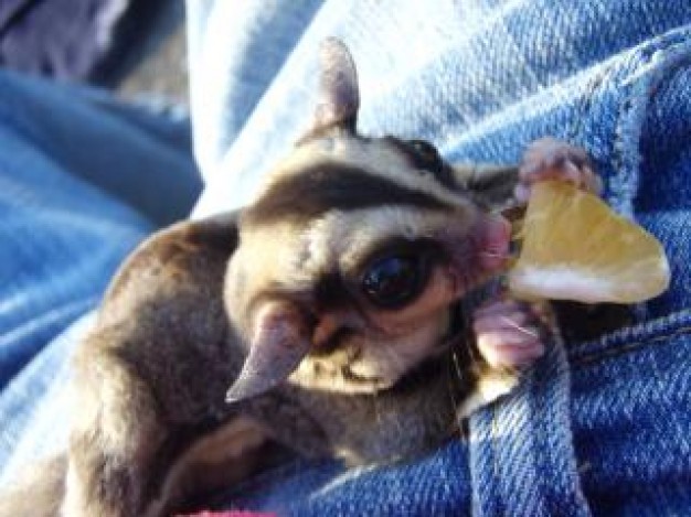 Sugar glider sugar Pet glider eating about Recreation Sugar